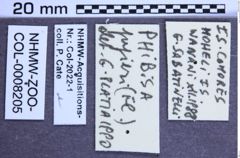 Etikette zu Phibisa pupieri (NHMW-ZOO-COL-0008205)